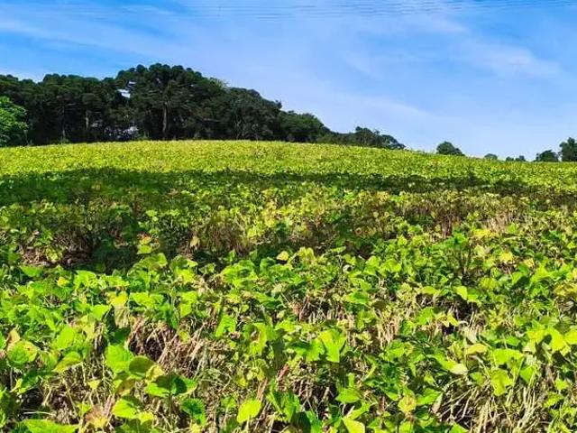 Sítio e chácara venda em Itaqui de Cima, Campo Largo