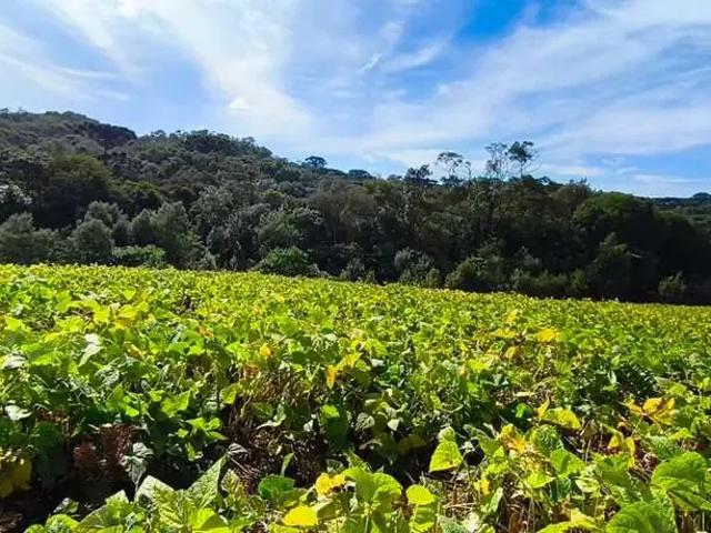 Sítio e chácara venda em Itaqui de Cima, Campo Largo