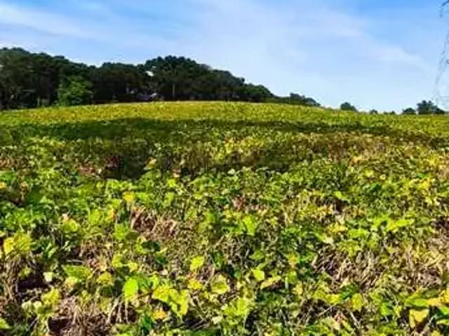 Sítio e chácara venda em Itaqui de Cima, Campo Largo