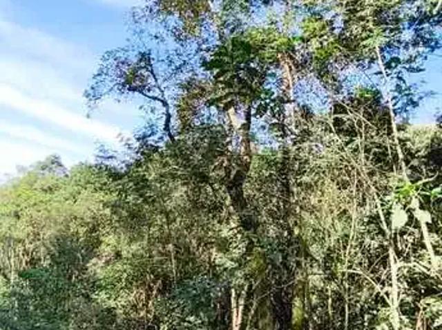 Sítio e chácara venda em Itaqui de Cima, Campo Largo