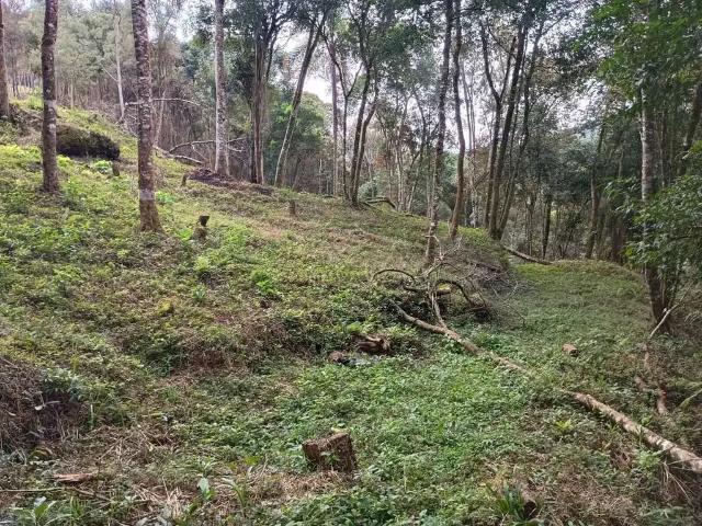 Sítio e chácara venda em Região Geográfica Imediata de Curitiba, Região Metropolitana de Curitiba