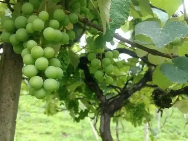 Sítio e chácara venda em Incepa, Campo Largo