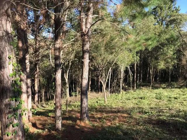 Sítio e chácara venda em Região Geográfica Imediata de Curitiba, Região Metropolitana de Curitiba
