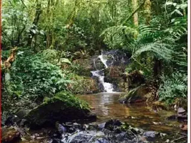 Sítio e chácara venda em Região Geográfica Imediata de Curitiba, Região Metropolitana de Curitiba