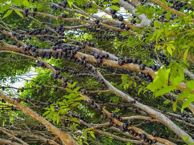 Sítio e chácara venda em Região Imediata de Jundiaí, Campo Limpo Paulista