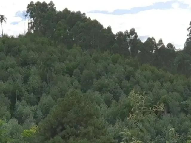 Sítio e chácara venda em Região Geográfica Imediata de Curitiba, Região Metropolitana de Curitiba