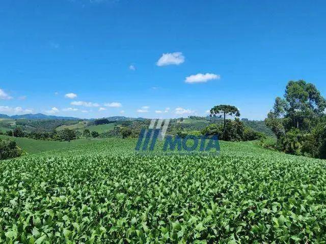 Sítio e chácara venda em Região Geográfica Imediata de Curitiba, Região Metropolitana de Curitiba