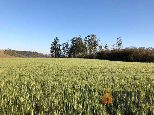 Sítio e chácara venda em Campo Mourão, Região Geográfica Intermediária de Maringá