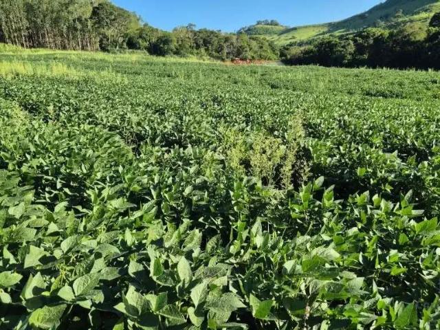 Sítio e chácara venda em Região Geográfica Imediata de Campo Mourão, Campo Mourão