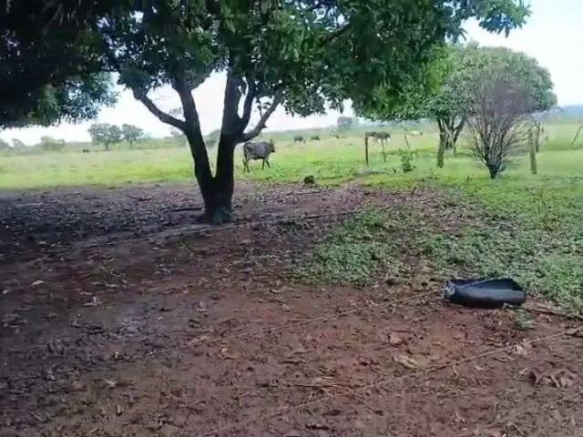 Sítio e chácara venda em Região Geográfica Imediata de Cuiabá, Região Metropolitana do Vale do Rio Cuiabá