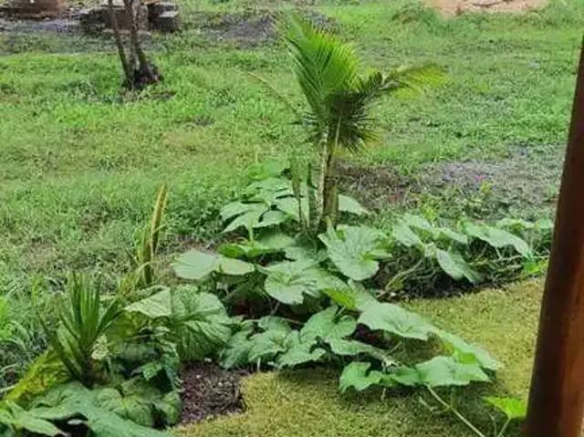 Sítio e chácara venda em Região Geográfica Imediata de Campos dos Goytacazes, Campos dos Goytacazes