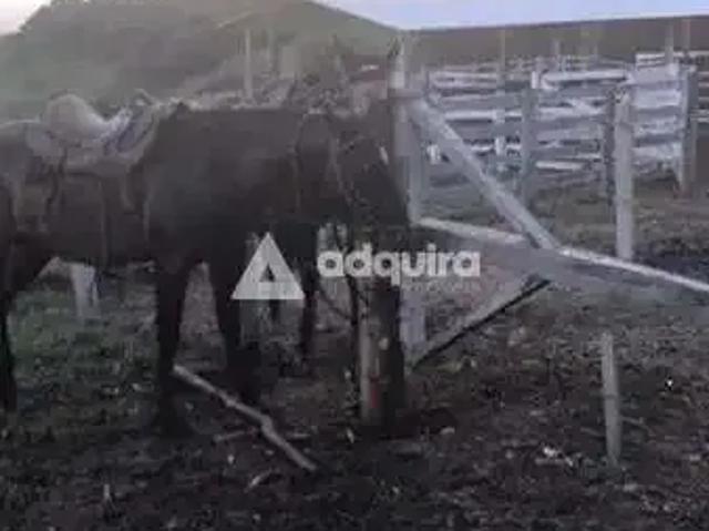 Sítio e chácara venda em Região Geográfica Imediata de Ivaiporã, Cândido de Abreu