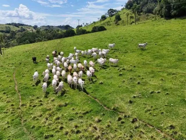 Sítio e chácara venda em Região Geográfica Imediata de Guarapuava, Candói