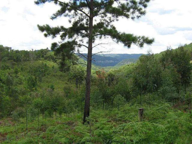Sítio e chácara venda em Região Geográfica Imediata de Caxias do Sul, Canela