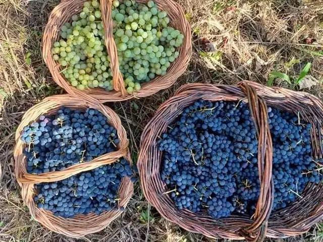 Sítio e chácara venda em Região Geográfica Imediata de Caxias do Sul, Canela