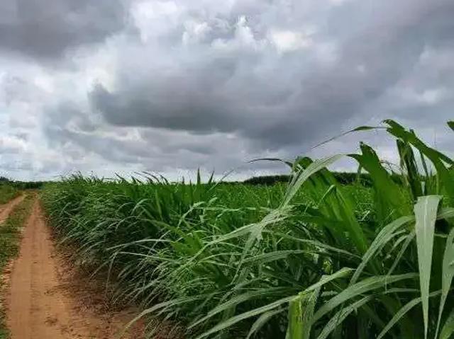 Sítio e chácara venda em Região Geográfica Imediata de Canguaretama, Canguaretama