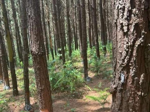 Sítio e chácara venda em Região Imediata de Itapeva, Capão Bonito