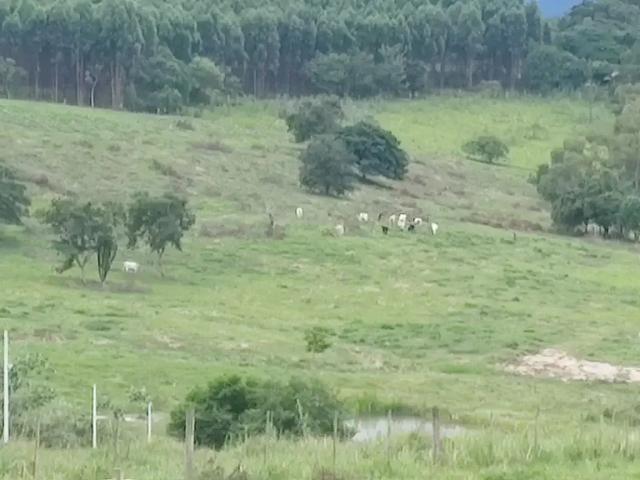 Sítio e chácara venda em Região Geográfica Imediata de Santo Antônio da Platina, Carlópolis