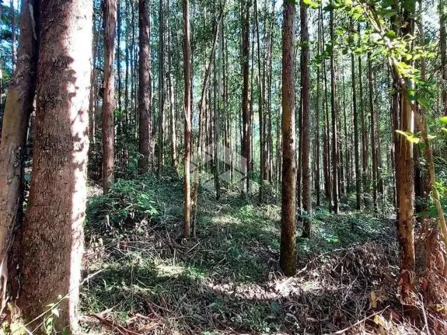 Sítio e chácara venda em Região Geográfica Imediata de Bento Gonçalves, Carlos Barbosa