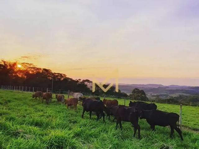 Sítio e chácara venda em Região Geográfica Imediata de Cascavel, Cascavel