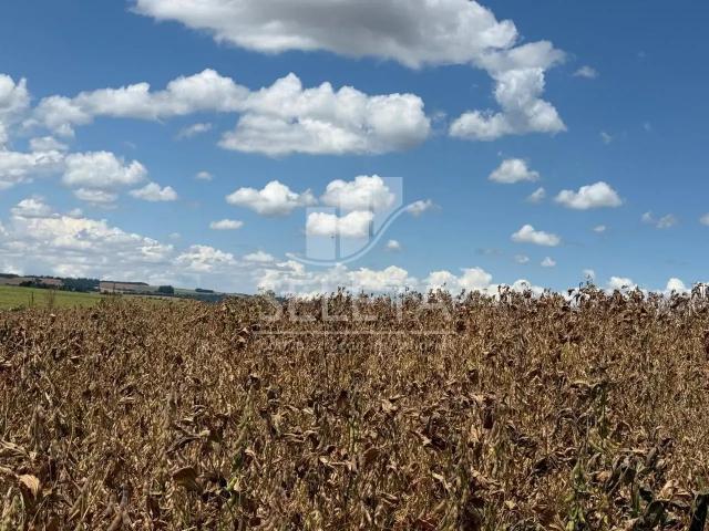 Sítio e chácara venda em Região Geográfica Imediata de Cascavel, Cascavel