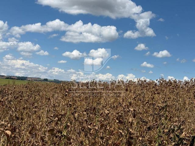 Sítio e chácara venda em Cascavel, Região Geográfica Intermediária de Cascavel