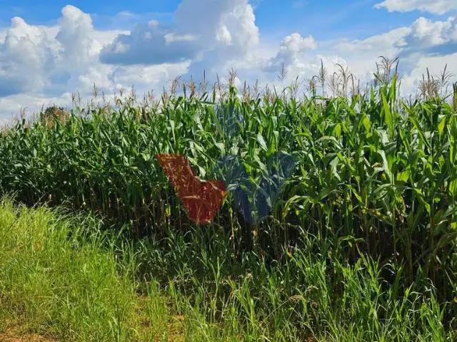 Sítio e chácara venda em Região Geográfica Imediata de Cascavel, Catanduvas