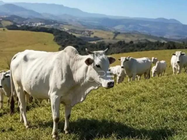 Sítio e chácara venda em Região Geográfica Imediata de Caxambu - Baependi, Caxambu