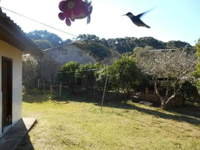 Sítio e chácara venda em Vila Seca, Caxias do Sul