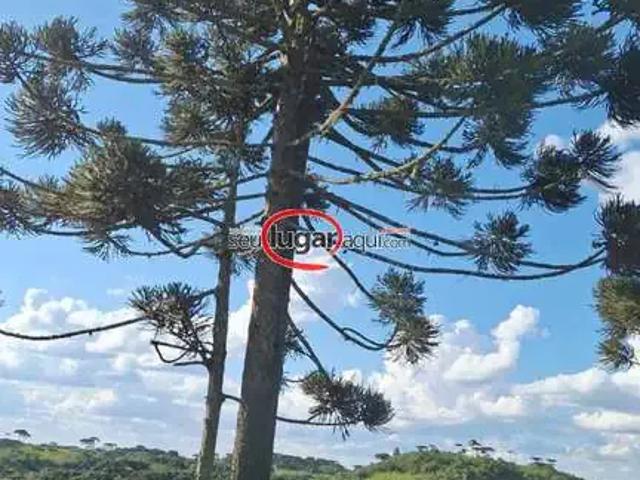 Sítio e chácara venda em Região Geográfica Imediata de Caxias do Sul, Caxias do Sul