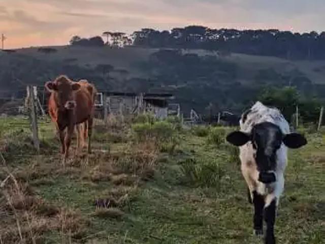 Sítio e chácara venda em Região Geográfica Imediata de Caxias do Sul, Caxias do Sul
