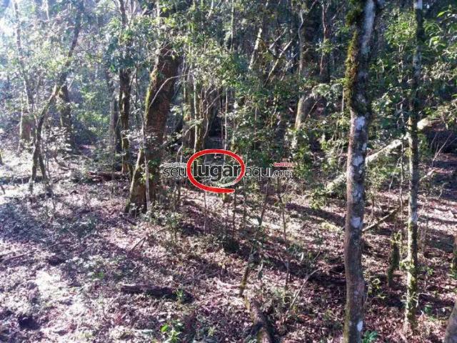 Sítio e chácara venda em Região Geográfica Imediata de Caxias do Sul, Flores da Cunha