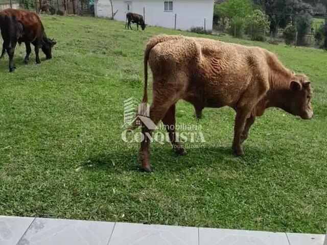 Sítio e chácara venda em Criúva, Caxias do Sul