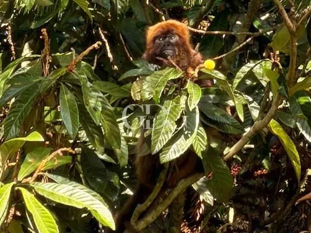Sítio e chácara venda em Região Geográfica Imediata de Caxias do Sul, Caxias do Sul