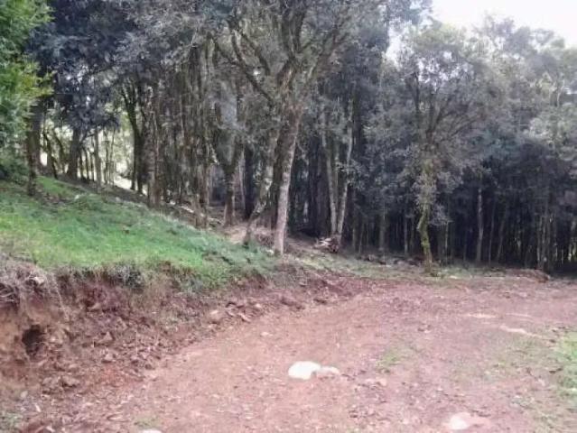 Sítio e chácara venda em Região Geográfica Imediata de Caxias do Sul, Caxias do Sul