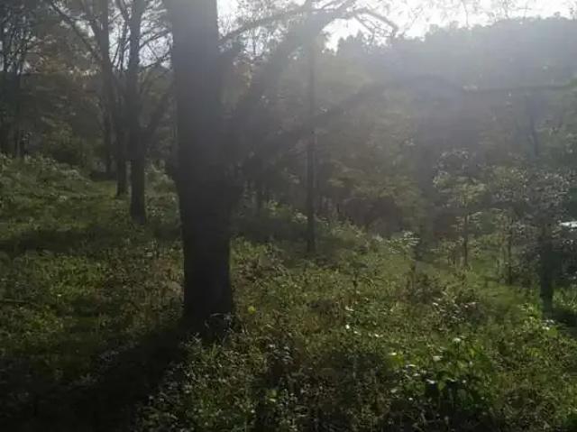 Sítio e chácara venda em Caxias do Sul, Região Geográfica Intermediária de Caxias do Sul