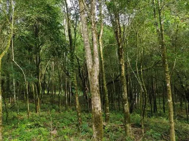 Sítio e chácara venda em Região Geográfica Imediata de Caxias do Sul, Caxias do Sul