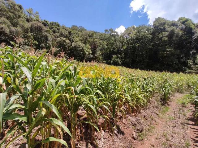 Sítio e chácara venda em Região Geográfica Imediata de Caxias do Sul, Caxias do Sul
