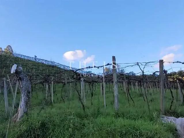 Sítio e chácara venda em Região Geográfica Imediata de Caxias do Sul, Vale Real