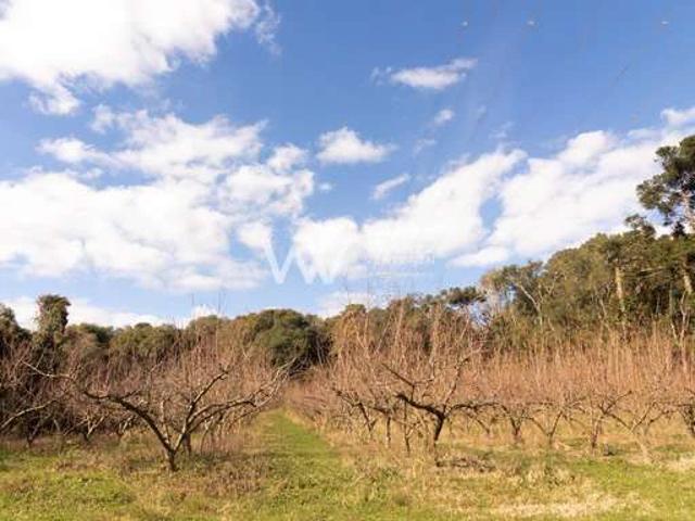 Sítio e chácara venda em Região Geográfica Imediata de Caxias do Sul, Caxias do Sul