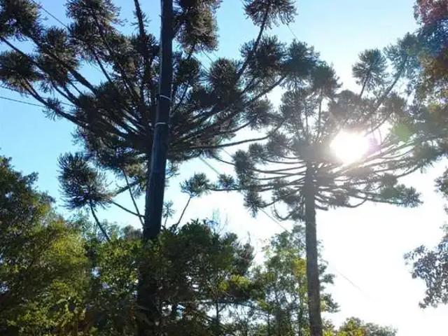 Sítio e chácara venda em Região Geográfica Imediata de Caxias do Sul, Caxias do Sul