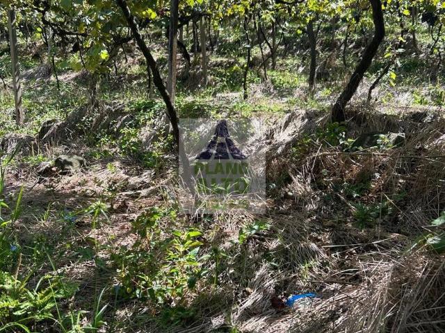 Sítio e chácara venda em Vila Cristina, Caxias do Sul