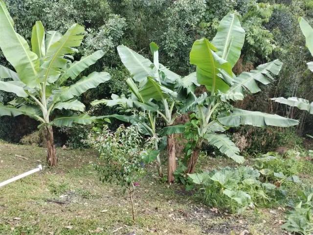 Sítio e chácara venda em Região Geográfica Imediata de Caxias do Sul, Caxias do Sul