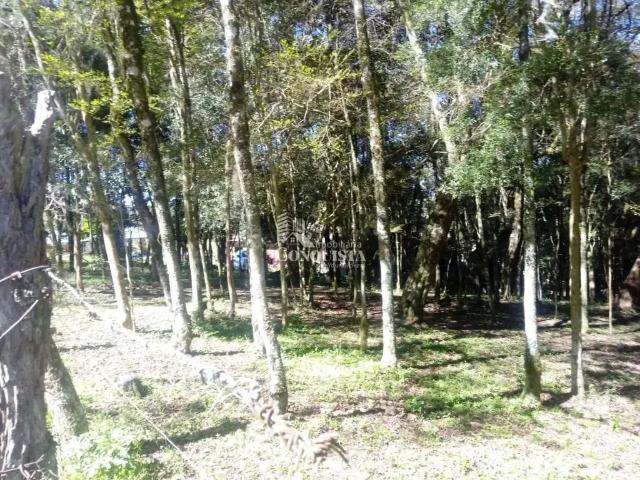 Sítio e chácara venda em Região Geográfica Imediata de Caxias do Sul, Caxias do Sul