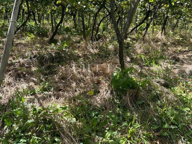 Sítio e chácara venda em Região Geográfica Imediata de Caxias do Sul, Caxias do Sul