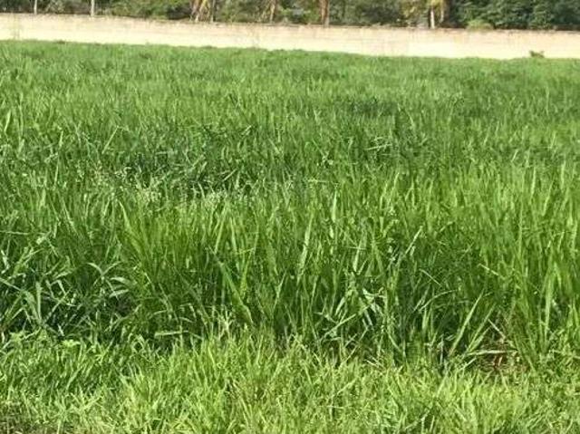 Sítio e chácara venda em Aracati, Região Geográfica Intermediária de Quixadá