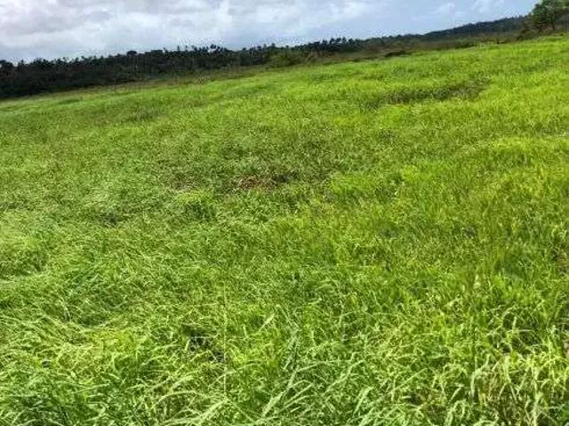 Sítio e chácara venda em Região Geográfica Imediata de Aracati, Aracati
