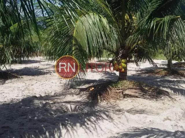 Sítio e chácara venda em Região Geográfica Imediata de Natal, Ceará-Mirim