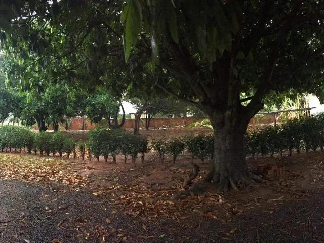 Sítio e chácara venda em Região Imediata de São José do Rio Preto, Região Metropolitana de São José do Rio Preto