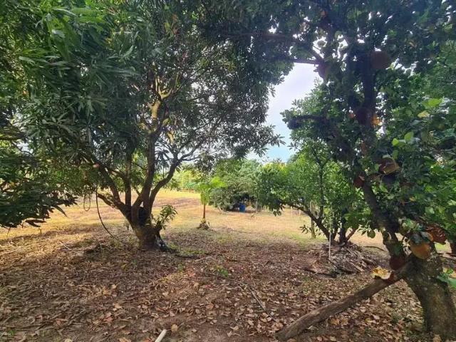 Sítio e chácara venda em Cesário Lange, Cesario Lange